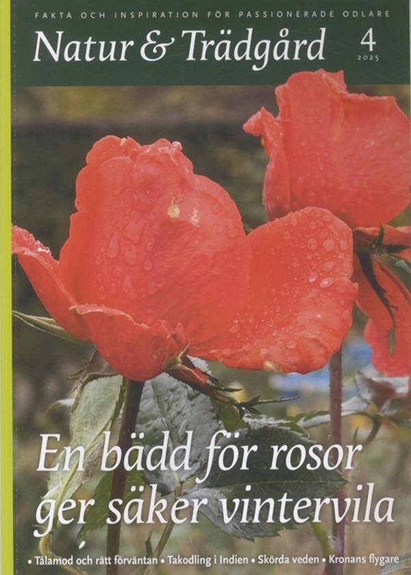 Omslag 2026-06-04